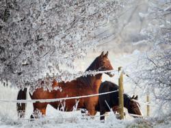 Winter Horse