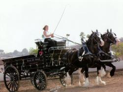 Black Hitch Wagon - Great for Mares